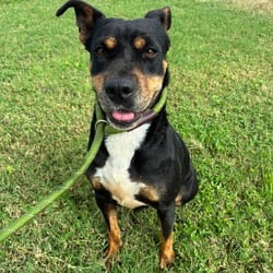 Photo of Lizzie JuM, adoptable Shar Pei Mixed Breed (Medium) in Hartford, Connecticut
