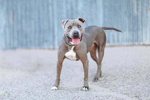 Photo of Meat-Ball, adoptable American Pit Bull Terrier in Albuquerque, New Mexico