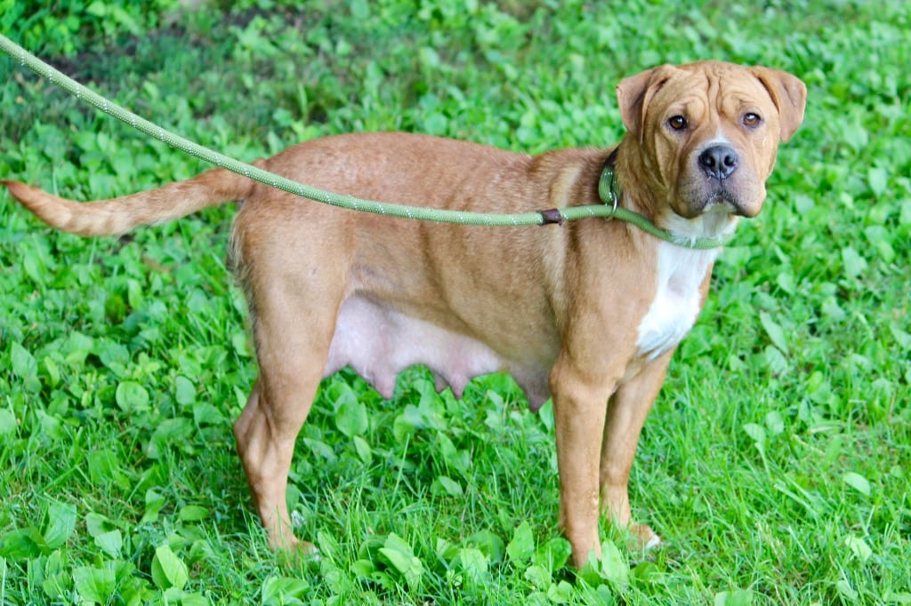 Photo of Deborah, adoptable Mixed Breed in Brazil, Indiana