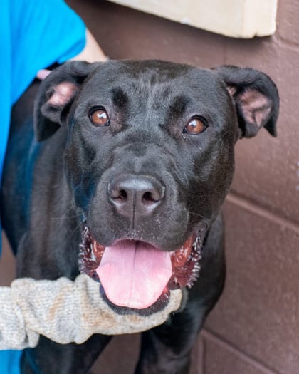 Photo of Allison, adoptable dog in Chamblee, Georgia