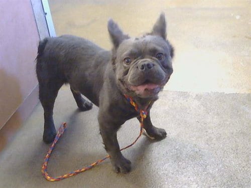 Photo of A930005, adoptable French Bulldog in Sacramento, California