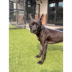 Photo of Jam, adoptable American Pit Bull Terrier in Baton Rouge, Louisiana