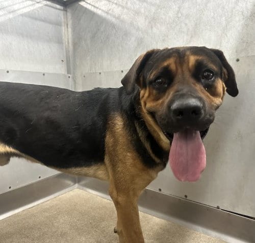 Photo of Buster, adoptable German Shepherd Dog in San Bernardino, California