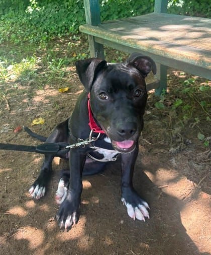 Photo of Olivia, adoptable Terrier, Pit Bull/Mix in Annapolis, Maryland