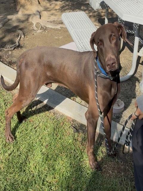Photo of Scooby, adoptable Doberman Pinscher in Riverside, California