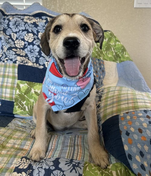 Photo of Gypsy, adoptable American Bulldog in Pipe Creek, Texas