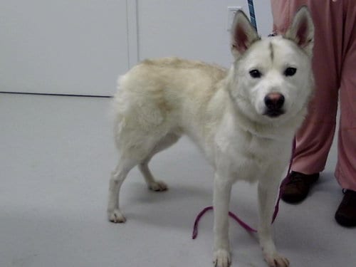 Photo of Snow, adoptable Siberian Husky in Mesa, Arizona