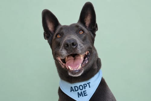 Photo of Bo Maverick, adoptable Belgian Shepherd Malinois in Inglewood, California