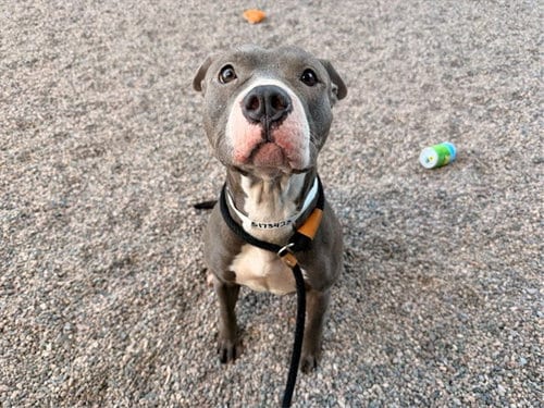 Photo of Peach, adoptable American Pit Bull Terrier in Mesa, Arizona