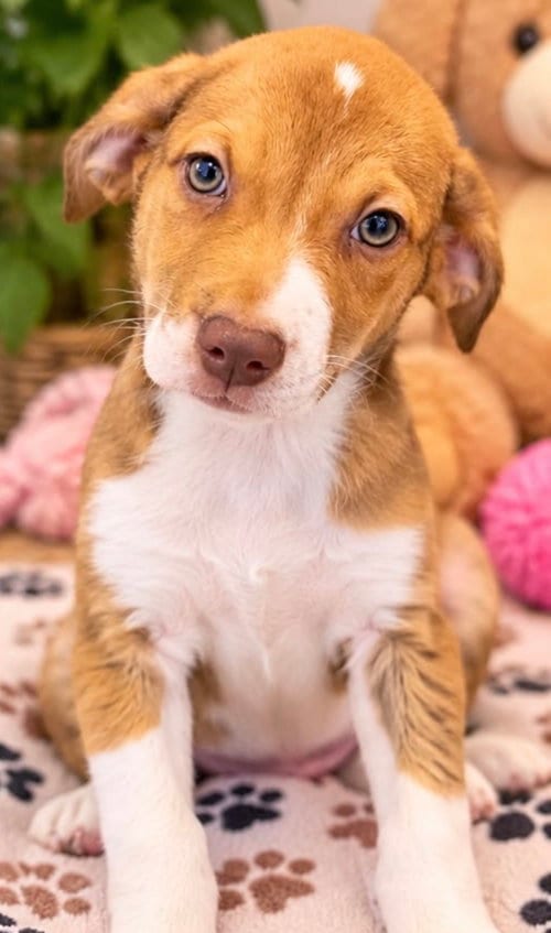 Photo of Annabelle, adoptable Australian Shepherd in Margate, Florida