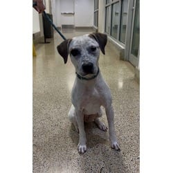 Photo of Brooklyn, adoptable Terrier (Unknown Type, Medium) in Doral, Florida