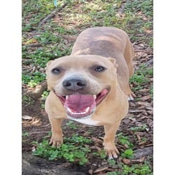 Photo of Nala, adoptable American Pit Bull Terrier in Texas City, Texas