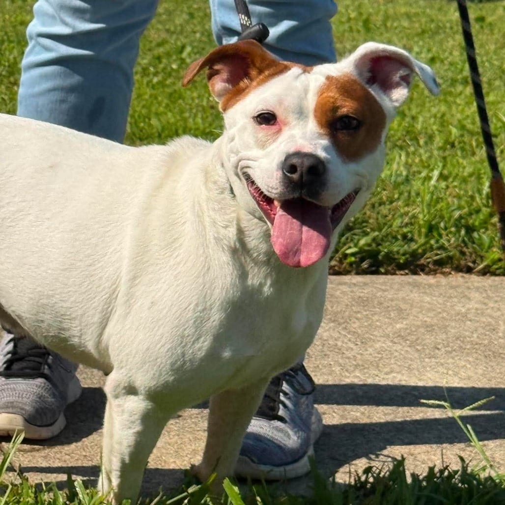 Photo of Petunia, adoptable Mixed Breed (Medium) in Martinsville, Virginia