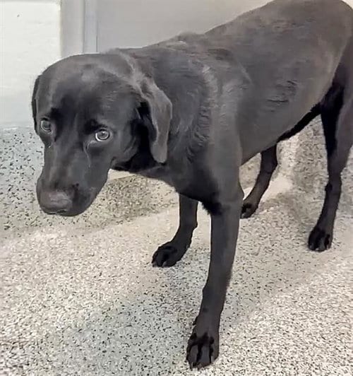 Photo of Negrita, adoptable Labrador Retriever in Houston, Texas