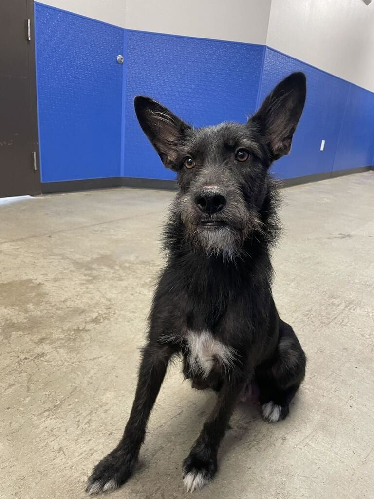 Photo of Mama Muffin, adoptable Mixed Breed in Minot, North Dakota