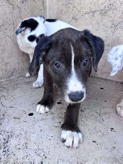 Photo of A481456, adoptable Catahoula Leopard Dog in Oklahoma City, Oklahoma