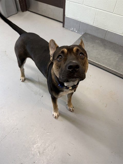 Photo of Tito, adoptable American Pit Bull Terrier in Corpus Christi, Texas