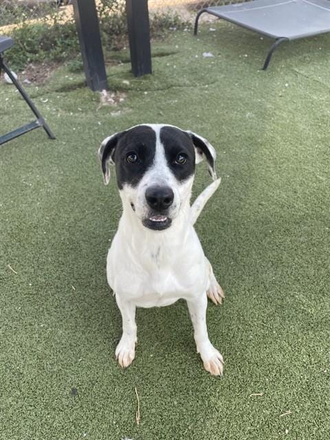Photo of Pearl, adoptable Labrador Retriever in Pasadena, Texas