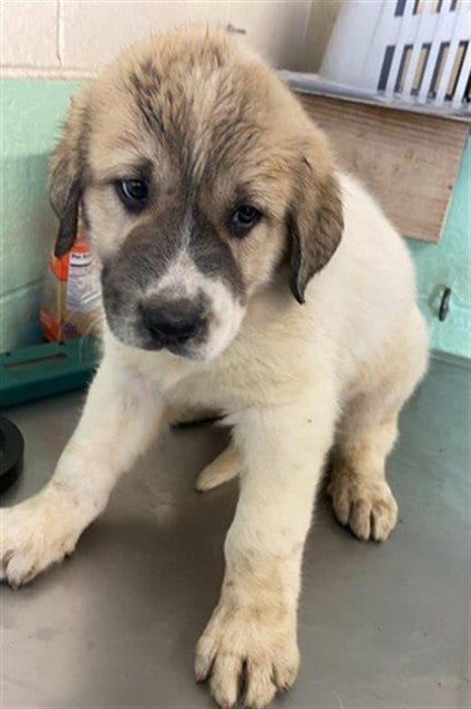Photo of Sage, adoptable Anatolian Shepherd in Sacramento, California
