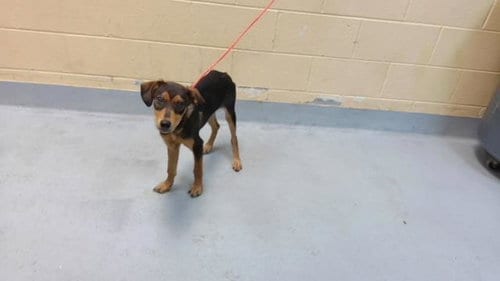 Photo of Guppy Puppy, adoptable Doberman Pinscher in Tulsa, Oklahoma