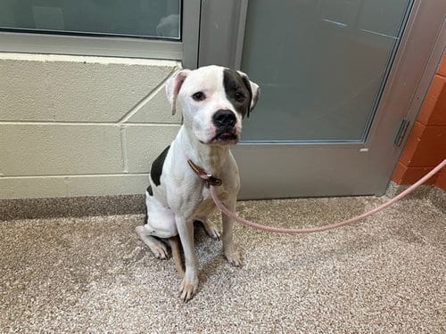 Photo of Oreo, adoptable Pit Bull Terrier in Pueblo, Colorado