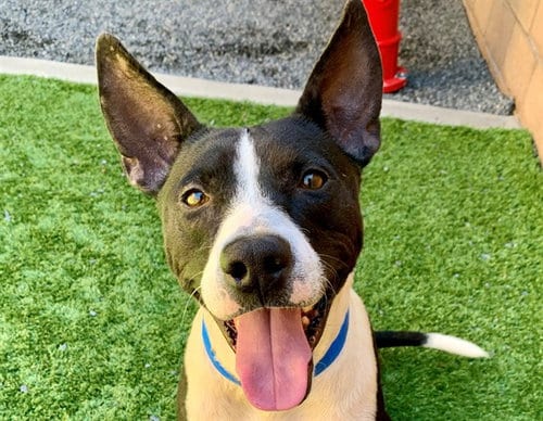 Photo of Cliff, adoptable Pit Bull Terrier in Moreno Valley, California