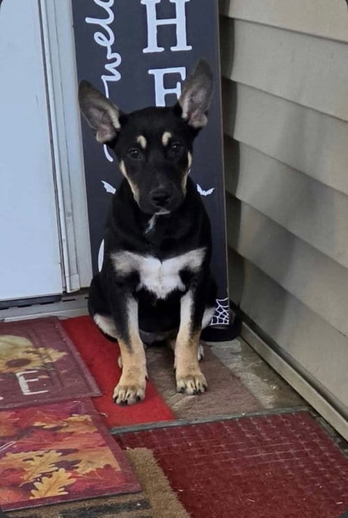 Photo of Longhorn (NY-Shari), adoptable German Shepherd Dog in SHERBURNE, New York