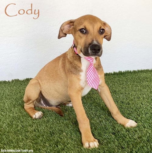Photo of Cody, adoptable Shepherd in San Diego, California
