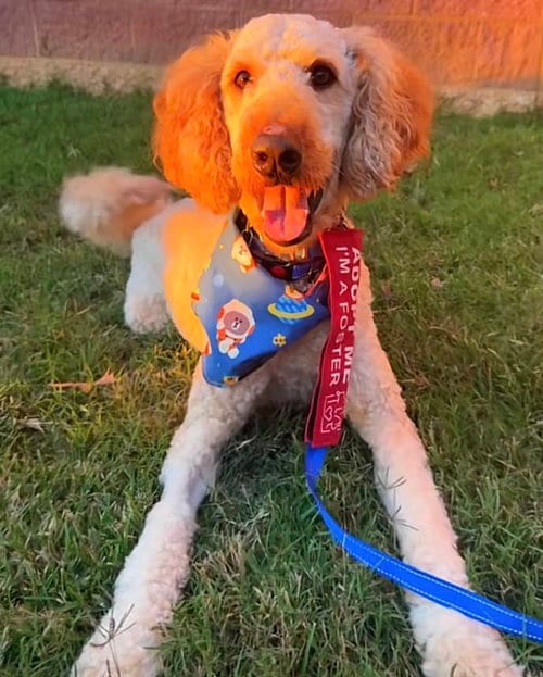 Photo of Pippen, adoptable Golden Retriever in Holly Springs, North Carolina