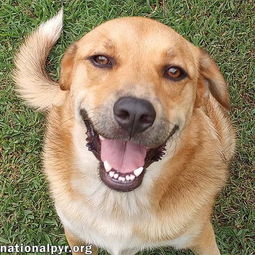 Photo of Big Red in LA - Super Sweet Guy Loves Attention, adoptable Great Pyrenees in Beacon, New York