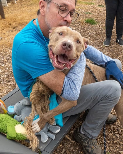 Photo of Parallel, adoptable dog in Chamblee, Georgia