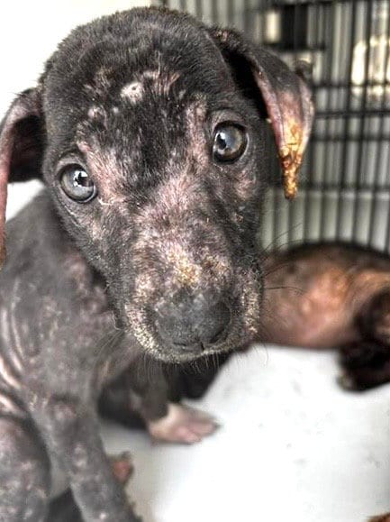 Photo of A660063, adoptable Labrador Retriever in Houston, Texas