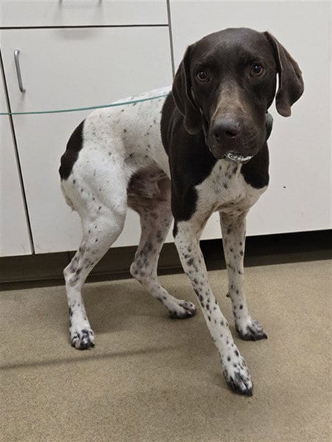 Photo of Bentley, adoptable German Shorthaired Pointer in Santa Barbara, California