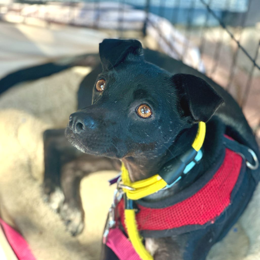 Photo of Biggie, adoptable Mixed Breed (Small) in San Francisco, California