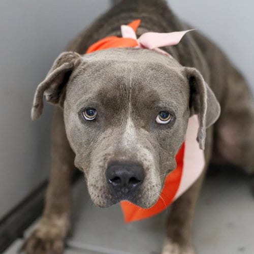 Photo of Kaneo, adoptable American Staffordshire Terrier in San Antonio, Texas