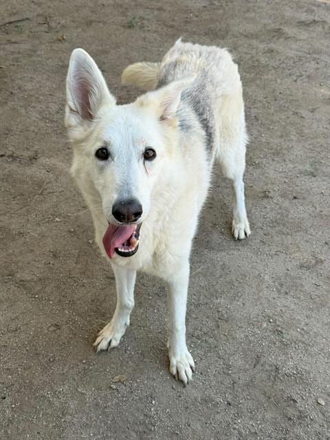 Photo of Heidi, adoptable German Shepherd Dog in Riverside, California