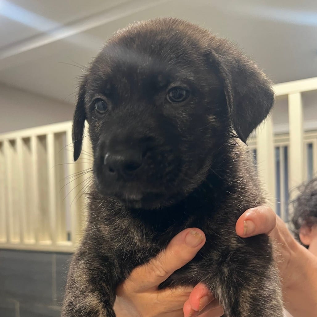 Photo of Cedar, adoptable Shepherd / Mix in San Francisco, California