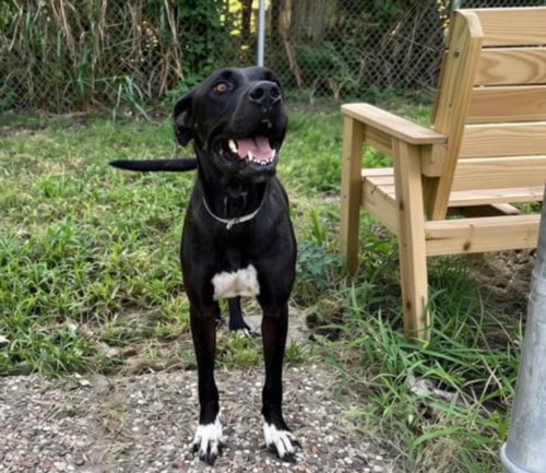 Photo of Luna, adoptable American Staffordshire Terrier in Houston, Texas