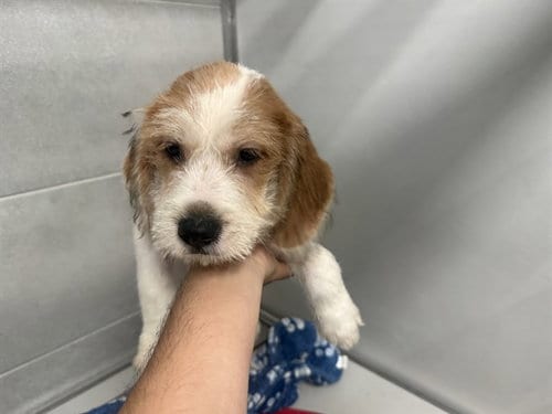 Photo of King, adoptable Maltese in Garland, Texas