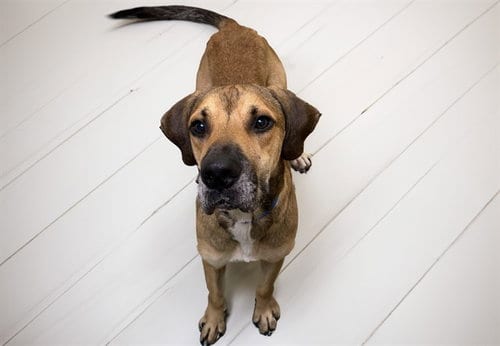 Photo of Buford, adoptable Plott Hound in Ft Lauderdale, Florida