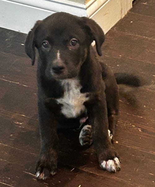 Photo of Cruiser, adoptable Australian Cattle Dog/Blue Heeler in Hillsboro, Missouri