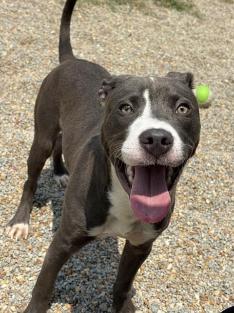 Photo of Xeno, adoptable Pit Bull Terrier in Augusta, Georgia