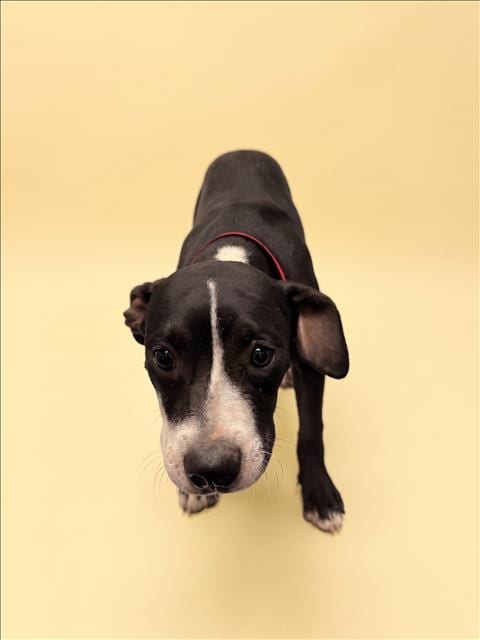 Photo of Dolly, adoptable Pit Bull Terrier in Los Angeles, California