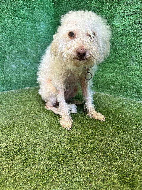 Photo of Petunia, adoptable Poodle (Toy) in Lancaster, California