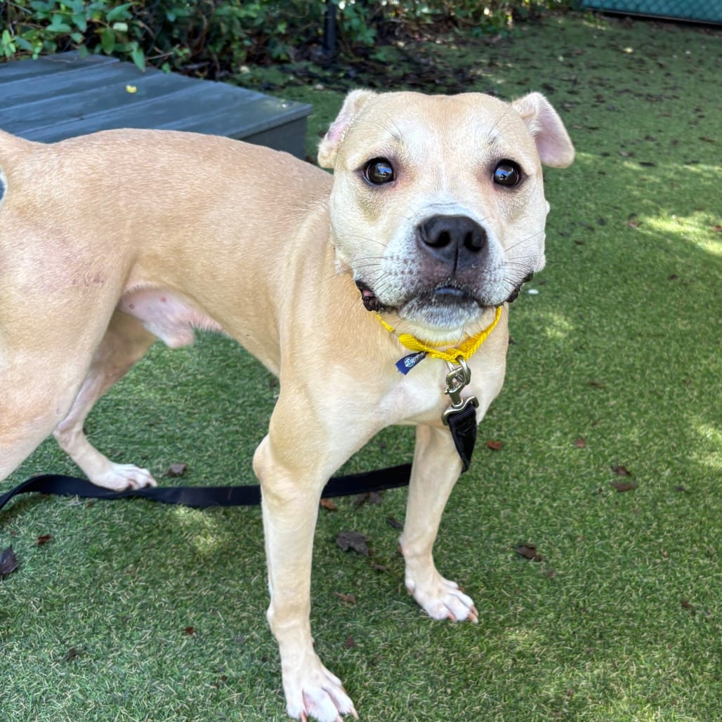 Photo of Scruggs, adoptable Mixed Breed (Large)