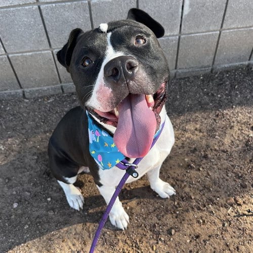 Photo of Milky Way, adoptable American Pit Bull Terrier in Phoenix, Arizona