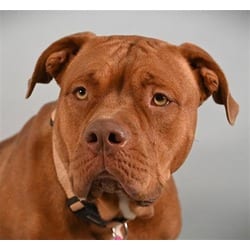 Photo of Princess Peach, adoptable American Pit Bull Terrier in Loveland, Colorado