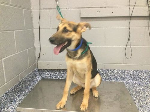 Photo of A1941294, adoptable German Shepherd Dog in Thousand Palms, California