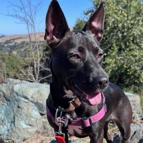 Photo of Mystique, adoptable Smooth Fox Terrier in Alameda, California
