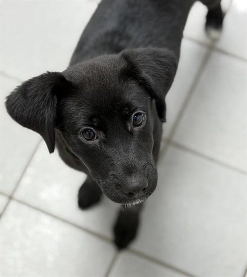 Photo of Stormy, adoptable Labrador Retriever in Canfield, Ohio